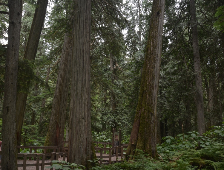 giant cedar grove